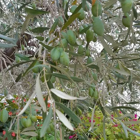 I Trulli Del Piemontese Ostuni